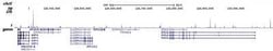 LSD1 Antibody, Novus Biologicals 50 &mu;g; Unconjugated:Antibodies, Polyclonal