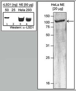 LSD1 Rabbit anti-Human, Polyclonal, Novus Biologicals 100 &mu;g; Unconjugated:Antibodies,