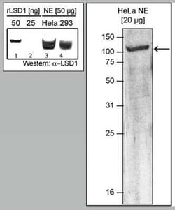 LSD1 Rabbit anti-Human, Polyclonal, Novus Biologicals 100 &mu;g; Unconjugated:Antibodies,