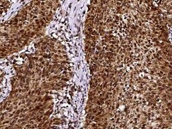 LSM1 Antibody, Novus Biologicals 50 &mu;g; Unconjugated:Antibodies, Polyclonal