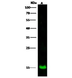 LSM1 Antibody, Novus Biologicals 50 &mu;g; Unconjugated:Antibodies, Polyclonal