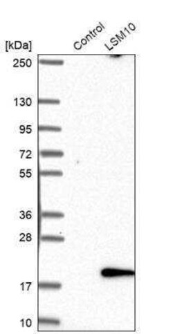 LSM10 Antibody, Novus Biologicals 25 &mu;L; Unconjugated:Antibodies, Polyclonal