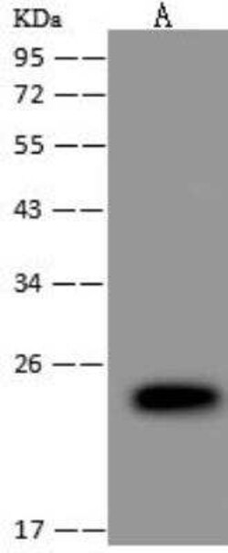 LSM12 Antibody, Novus Biologicals:Antibodies:Primary Antibodies