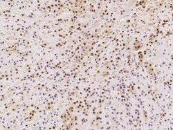 LSM7 Antibody, Novus Biologicals:Antibodies:Primary Antibodies