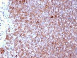 LSP1 Antibody (LSP1/3025) - Azide and BSA Free, Novus Biologicals 100 ug;