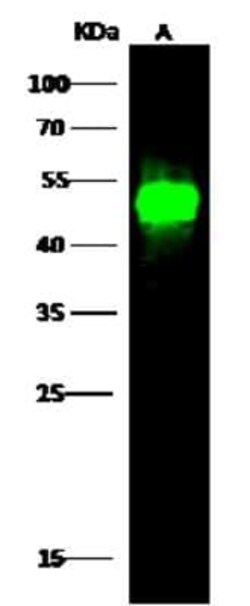 LSP1 Antibody, Novus Biologicals:Antibodies:Primary Antibodies