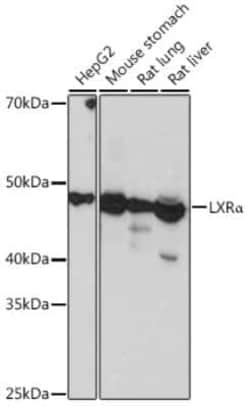 LXR alpha/NR1H3 Rabbit anti-Human, Mouse, Rat, Clone: 7Z4H10, Novus Biologicals:Antibodies:Primary