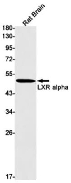 LXR alpha/NR1H3 Antibody (S07-6A4), Novus Biologicals 50 &mu;g; Unconjugated:Antibodies