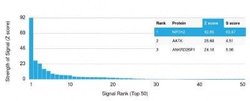LXR beta/NR1H2 Mouse anti-Human, Clone: LXRB/2731, Novus Biologicals:Antibodies:Primary