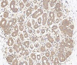 LYG2 Antibody, Novus Biologicals:Antibodies:Primary Antibodies
