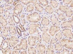 LYPD2 Antibody, Novus Biologicals:Antibodies:Primary Antibodies