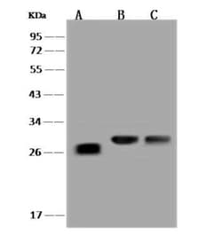 LYPLAL1 Antibody, Novus Biologicals:Antibodies:Primary Antibodies