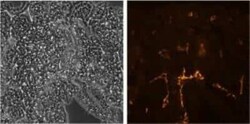 LYVE-1 Antibody (ALY7) - BSA Free, Novus Biologicals:Antibodies:Primary