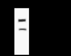 LZTFL1 Antibody, Novus Biologicals 100 &mu;g, Unconjugated:Antibodies,