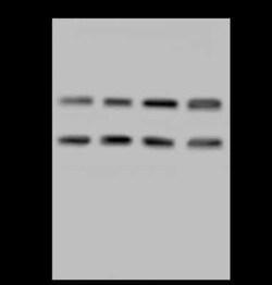 LZTFL1 Antibody, Novus Biologicals 100 &mu;g, Unconjugated:Antibodies,
