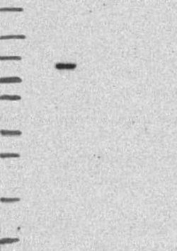 LZTR1 Rabbit anti-Human, Polyclonal, Novus Biologicals 100 &mu;g | Buy Online | Bio-Techne | Fisher Scientific