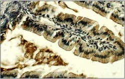 Lactase Antibody, Novus Biologicals 100 &mu;g | Buy Online | Novus Biologicals | Fisher Scientific