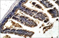 Lactase Antibody, Novus Biologicals 100 &mu;g | Buy Online | Novus Biologicals | Fisher Scientific