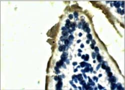 Lactase Antibody, Novus Biologicals 100 &mu;g | Buy Online | Novus Biologicals | Fisher Scientific