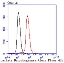 Lactate Dehydrogenase A/LDHA Antibody (SU39-06), Novus Biologicals 100&mu;L:Antibodies,
