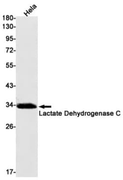 Lactate Dehydrogenase C Antibody (S04-9G2), Novus Biologicals 100 &mu;g;