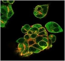 Lactoferrin Mouse anti-Human, Clone: LTF/4082, Novus Biologicals:Antibodies:Primary