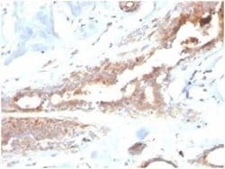 Lactoferrin Mouse anti-Human, Clone: LTF/4082, Novus Biologicals:Antibodies:Primary