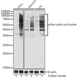 Lactyl-Lysine Rabbit anti-Human, Mouse, Rat, Polyclonal, Novus Biologicals