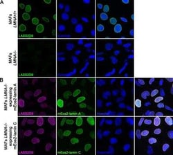 Lamin A + C Antibody (LASS2D9) - BSA Free, Novus Biologicals:Antibodies:Primary