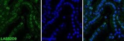 Lamin A + C Antibody (LASS2D9) - BSA Free, Novus Biologicals:Antibodies:Primary