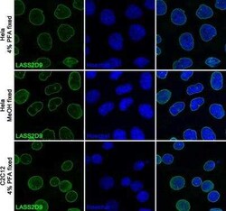 Lamin A + C Antibody (LASS2D9) - BSA Free, Novus Biologicals:Antibodies:Primary