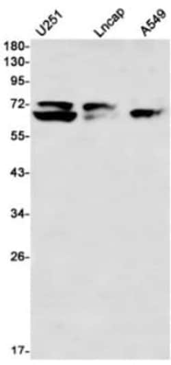 Lamin A + C Antibody (S07-1I5), Novus Biologicals 50 &mu;g; Unconjugated:Antibodies,