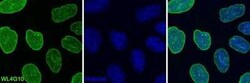 Lamin A + C Antibody (WL4G10) - BSA Free, Novus Biologicals 0.1 mg; Unconjugated:Antibodies,