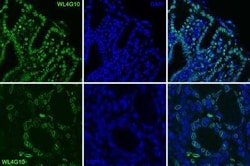 Lamin A + C Antibody (WL4G10) - BSA Free, Novus Biologicals 0.1 mg; Unconjugated:Antibodies,