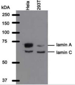 Lamin A + C Antibody (WL4G10) - BSA Free, Novus Biologicals 0.1 mg; Unconjugated:Antibodies,