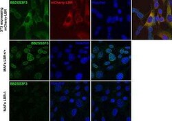 Lamin B Receptor Antibody (BB2SS3F3), Novus Biologicals 0.025 mg; Unconjugated:Antibodies,