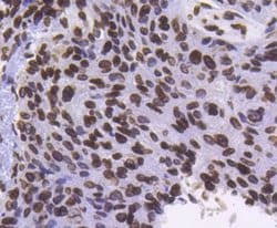 LaminB1 Rabbit anti-Human, Clone: SI17-06, Novus Biologicals 100&mu;L:Antibodies,