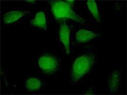 Novus Biologicals Lamin B1 Antibody (4B10), Novus Biologicals 100 &mu;g | Buy Online | Novus Biologicals&trade; | Fisher Scientific