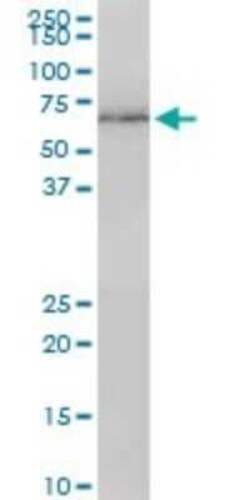 Novus Biologicals Lamin B1 Antibody (4B10), Novus Biologicals 100 &mu;g | Buy Online | Novus Biologicals&trade; | Fisher Scientific