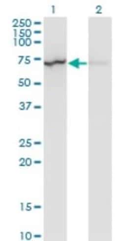 Novus Biologicals Lamin B1 Antibody (4B10), Novus Biologicals 100 &mu;g | Buy Online | Novus Biologicals&trade; | Fisher Scientific