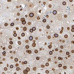 Lamin B1 Antibody (919022), Unconjugated - BSA Free, Novus Biologicals