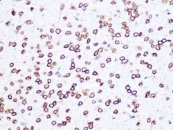Lamin B2 Rabbit anti-Human, Mouse, Rat, Clone: 1S9M6, Novus Biologicals