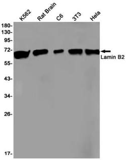 Lamin B2 Rabbit anti-Human, Mouse, Rat, Clone: S02-9I7, Novus Biologicals