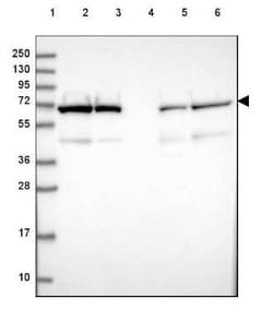 Lamin B2 Antibody, Novus Biologicals 25 &mu;L, Unconjugated:Antibodies,