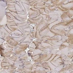 Laminin alpha 4 Antibody, Novus Biologicals 25 &mu;L; Unconjugated:Antibodies,