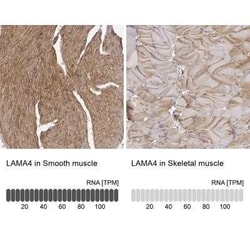 Laminin alpha 4 Antibody, Novus Biologicals 25 &mu;L; Unconjugated:Antibodies,
