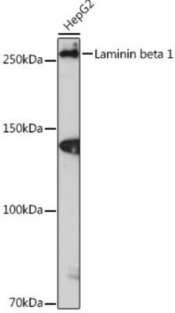 Laminin beta 1 Rabbit anti-Human, Mouse, Rat, Clone: 6I9T4, Novus Biologicals:Antibodies:Primary