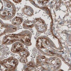 Laminin beta 1 Antibody (CL2970), Novus Biologicals:Antibodies:Primary