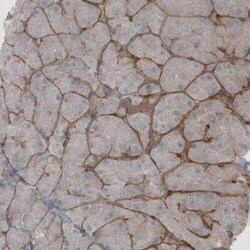 Laminin beta 1 Antibody (CL2970), Novus Biologicals:Antibodies:Primary