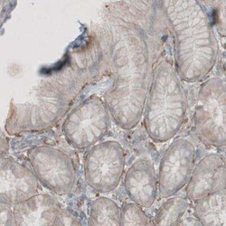 Laminin beta 1 Antibody (CL2970), Novus Biologicals:Antibodies:Primary